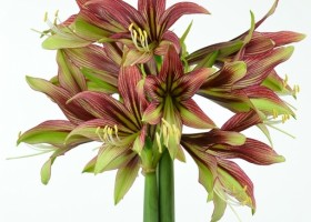 hippeastrum Mystica (1)
